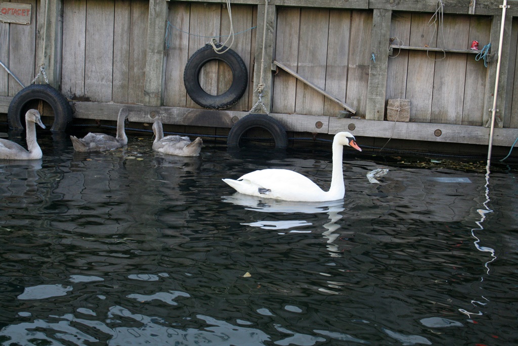 Swans and Tires